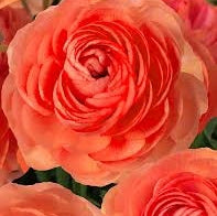 Bulbi de Ranunculus "Paradou", 5 Bucăți