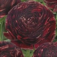 Bulbi de Ranunculus "Perigord", 5 Bucăți
