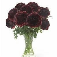 Bulbi de Ranunculus "Perigord", 5 Bucăți