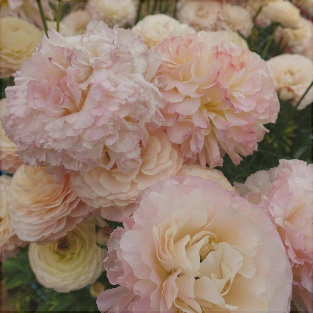Bulbi de Ranunculus "Plage", 5 Bucăți