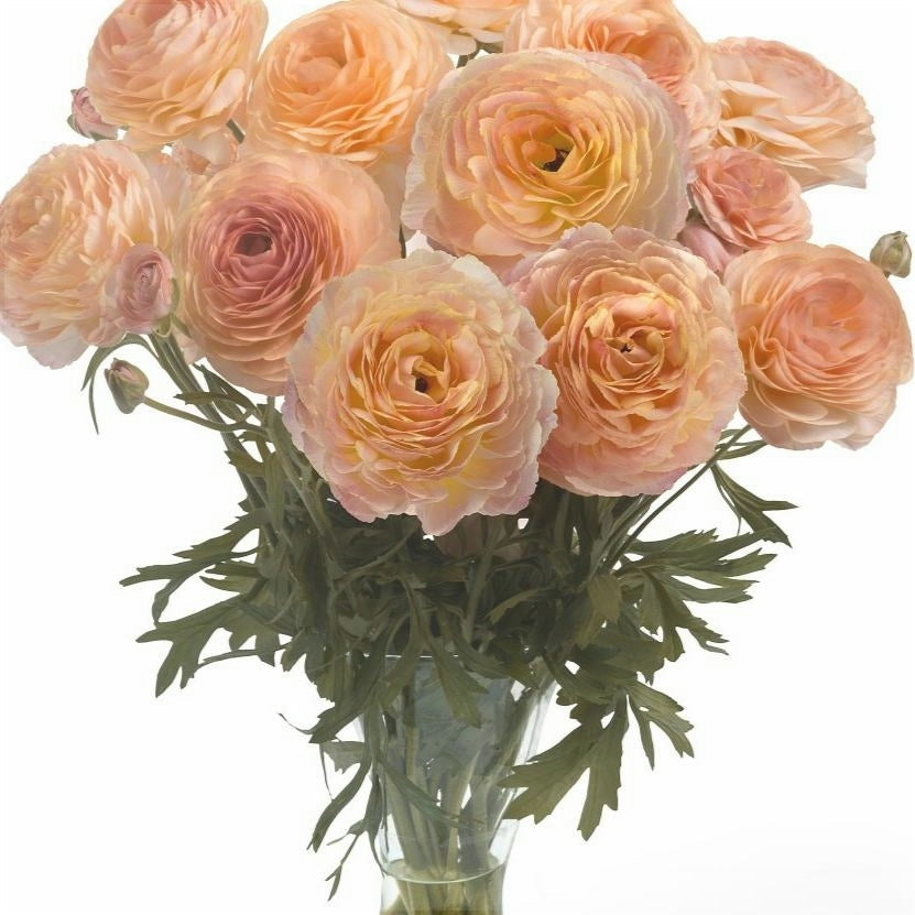 Bulbi de Ranunculus "Plage", 5 Bucăți