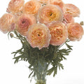 Bulbi de Ranunculus "Plage", 5 Bucăți