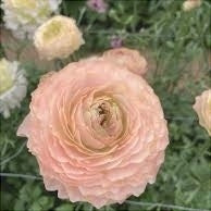 Bulbi de Ranunculus "Plage", 5 Bucăți