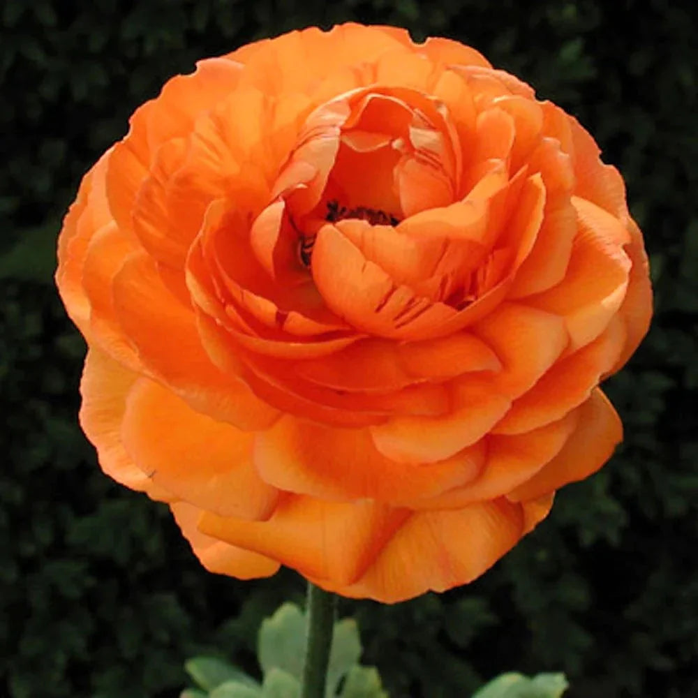 Bulbi de Ranunculus, Portocaliu, 5 Bucăți
