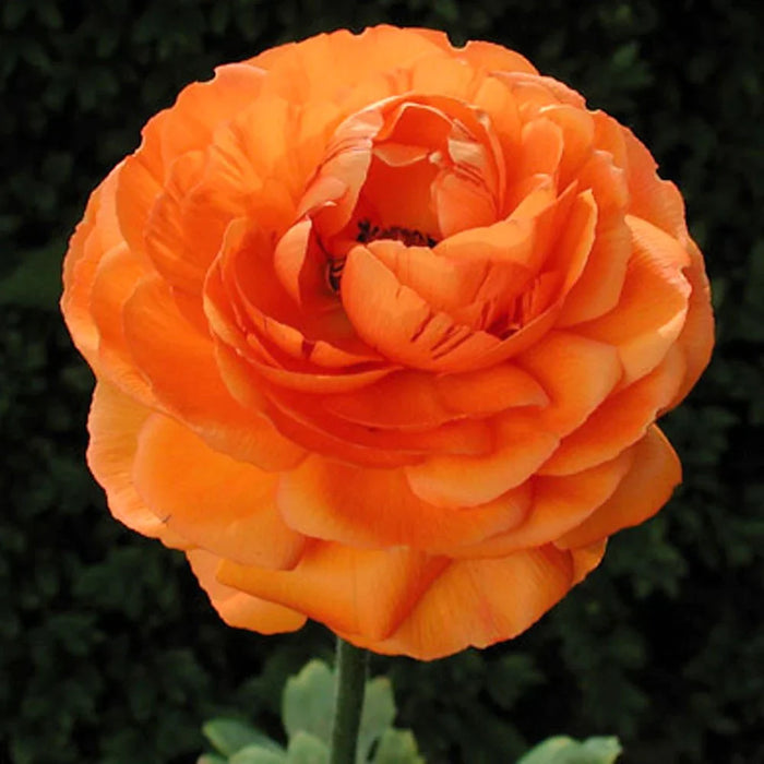 Bulbi de Ranunculus, Portocaliu, 5 Bucata