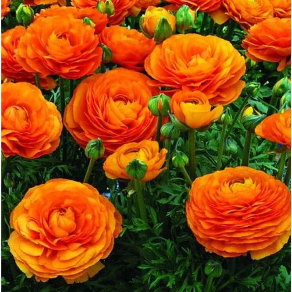Bulbi de Ranunculus, Portocaliu, 5 Bucăți