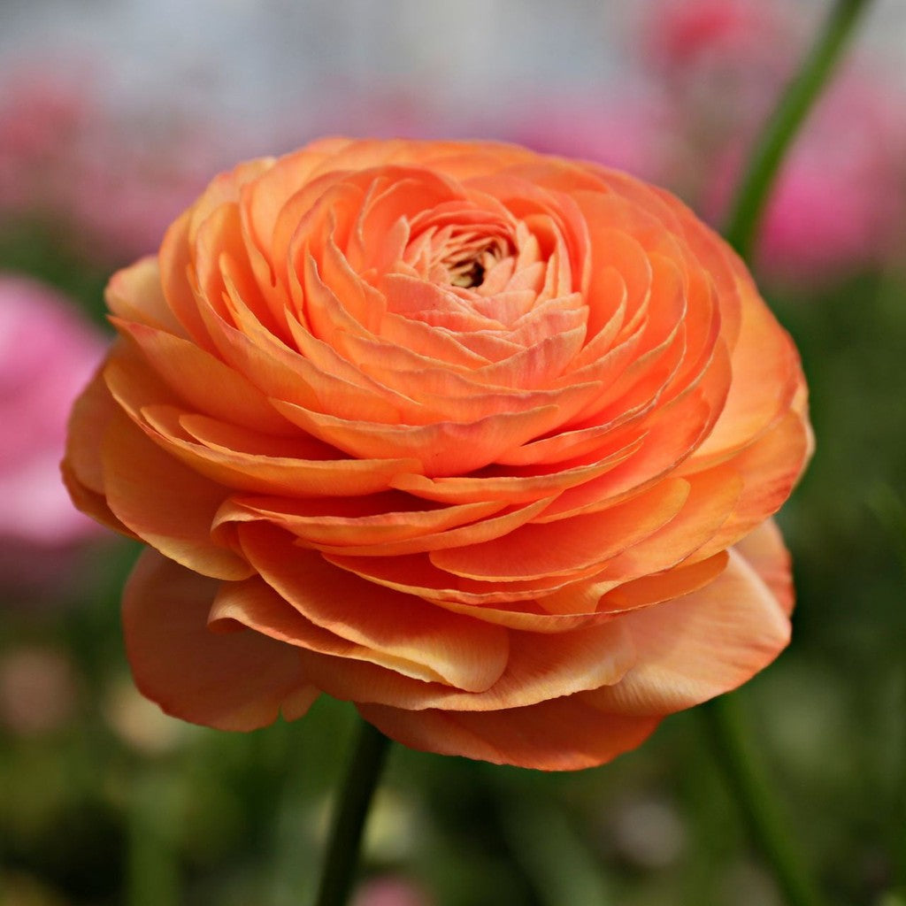 Bulbi de Ranunculus, Portocaliu, 5 Bucăți