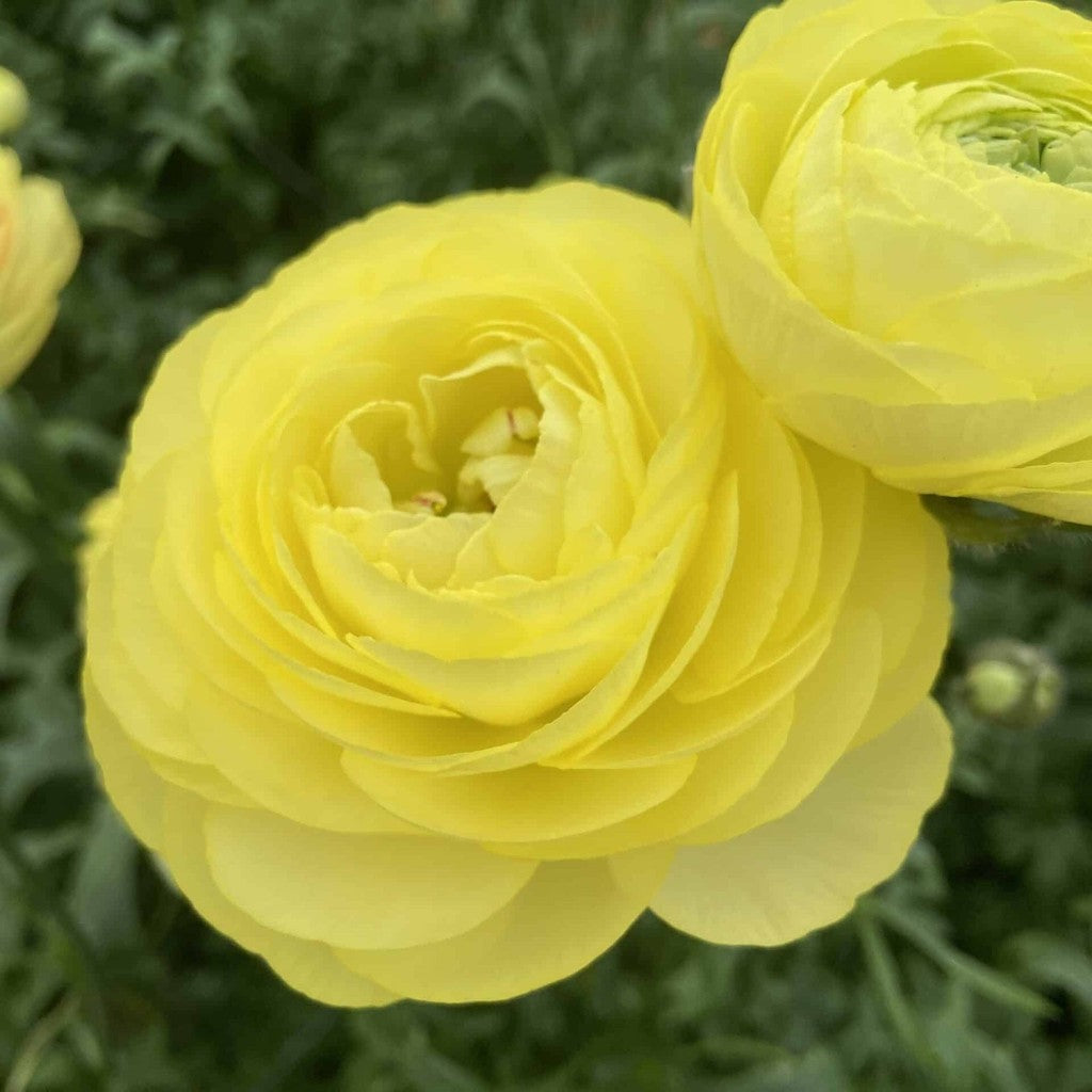 Bulbi de Ranunculus "Quimper", 5 Bucăți