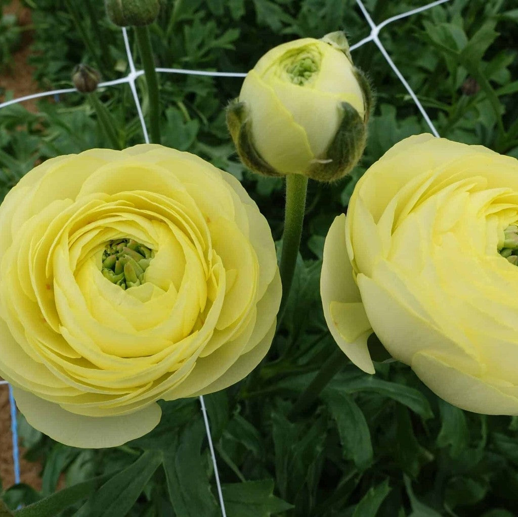 Bulbi de Ranunculus "Quimper", 5 Bucăți