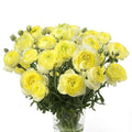 Bulbi de Ranunculus "Quimper", 5 Bucăți