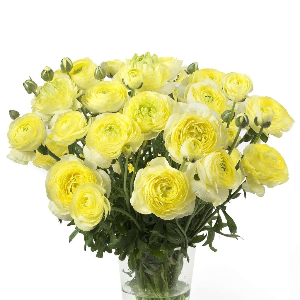Bulbi de Ranunculus "Quimper", 5 Bucăți