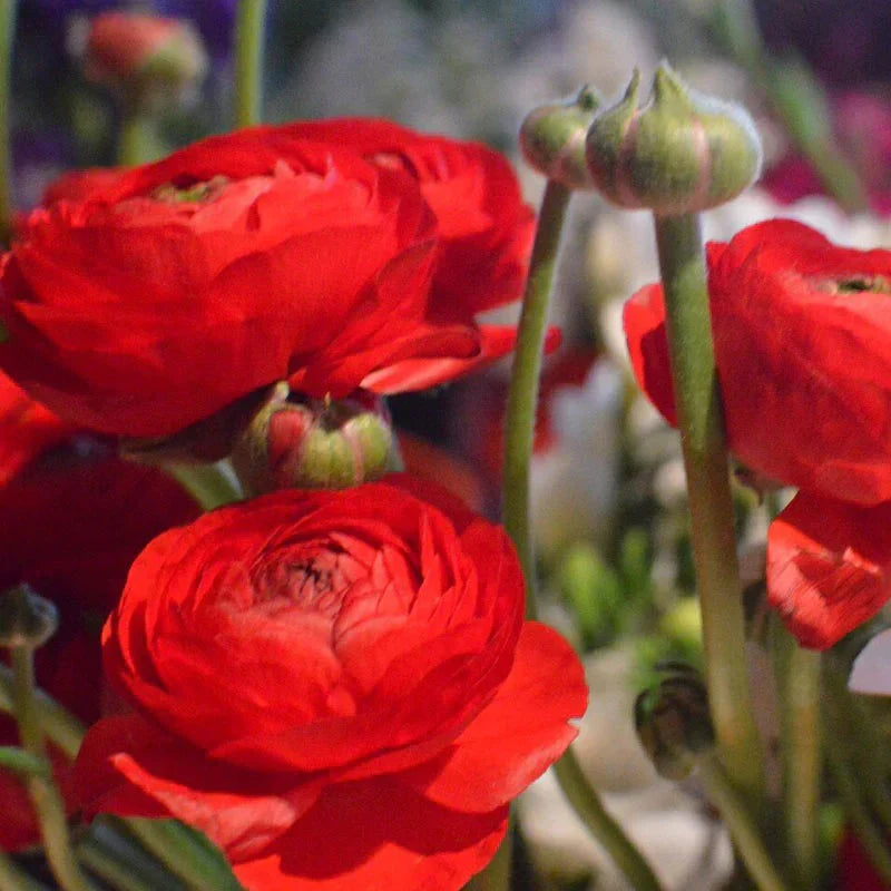Bulbi de Ranunculus, Rosii, 5 Bucăți
