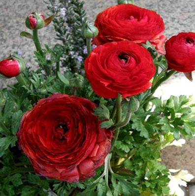 Bulbi de Ranunculus, Rosii, 5 Bucăți