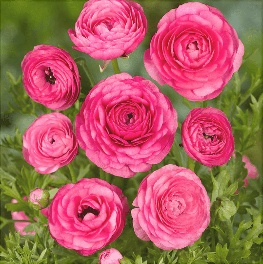 Bulbi de Ranunculus, Roz, 5 Bucăți