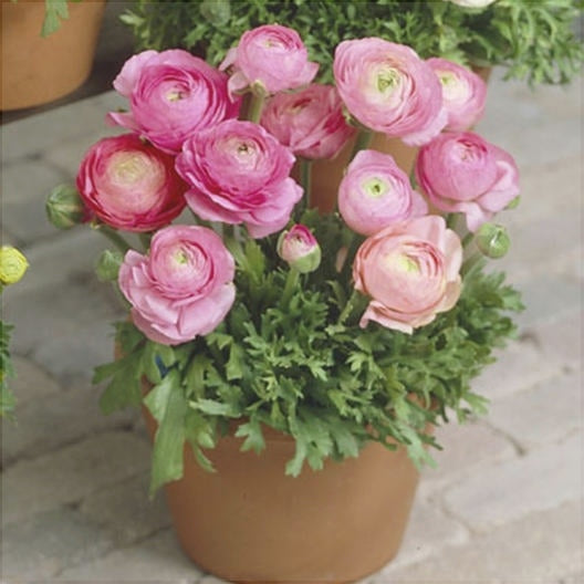 Bulbi de Ranunculus, Roz, 5 Bucăți