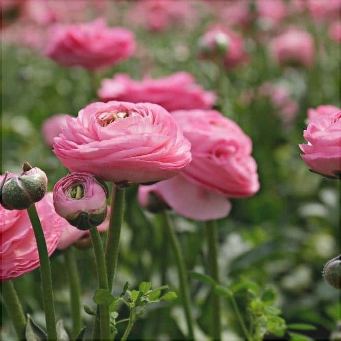 Bulbi de Ranunculus, Roz, 5 Bucăți