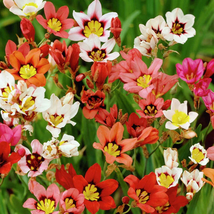 Bulbi de Sparaxis Tricolor Mixt, 5 Bucata