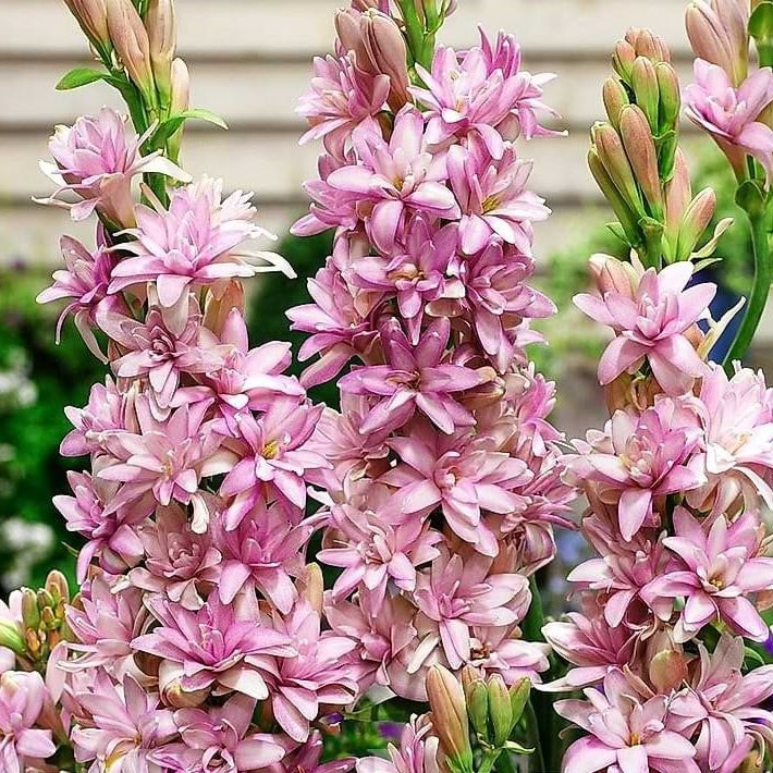 Bulbi de Tuberoza "Cinderella", 2 Bucati