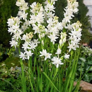 Bulbi de Tuberoza "The Pearl", 2 Bucati