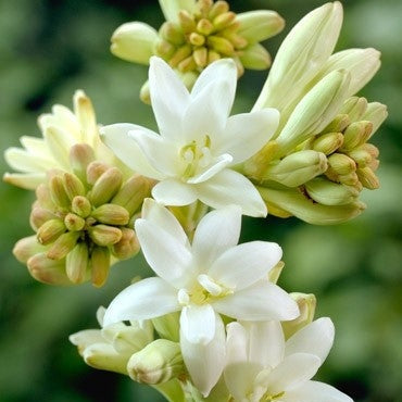 Bulbi de Tuberoza "The Pearl", 2 Bucati