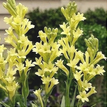 Bulbi de Tuberoza "Yellow Baby", 2 Bucati