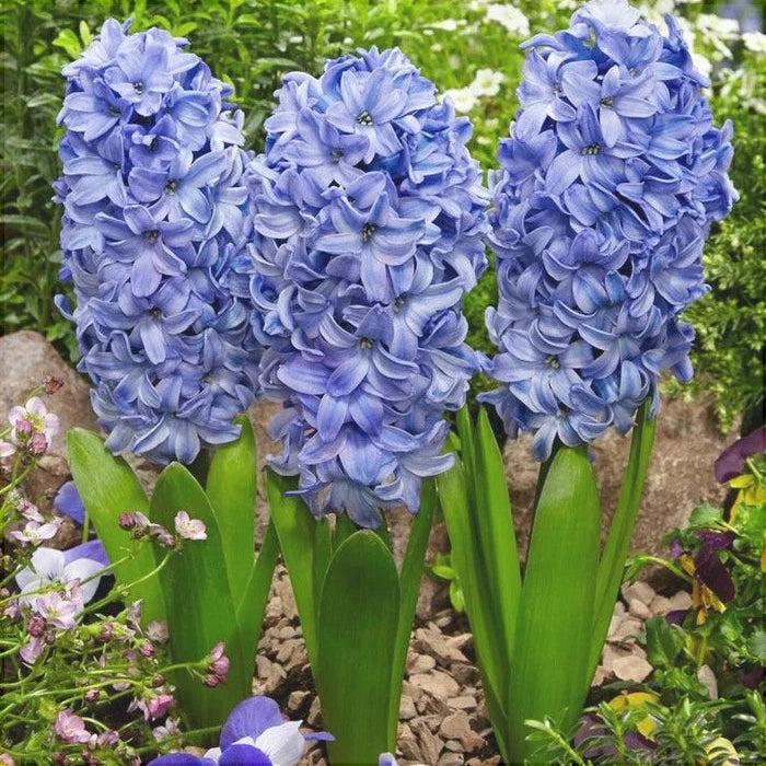 Bulbi de Zambile "Delfts Blauw", 2 Bucati