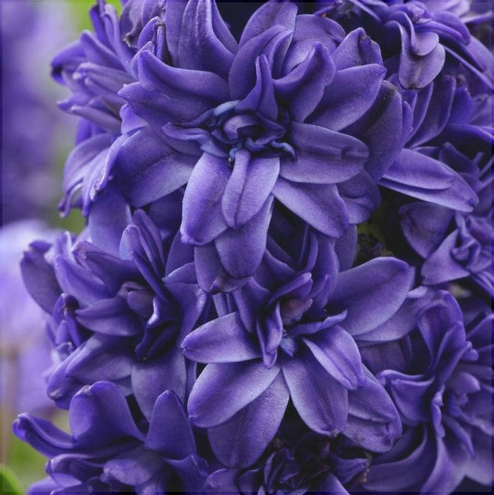 Bulbi de Zambile "Double Blue", 2 Bucati