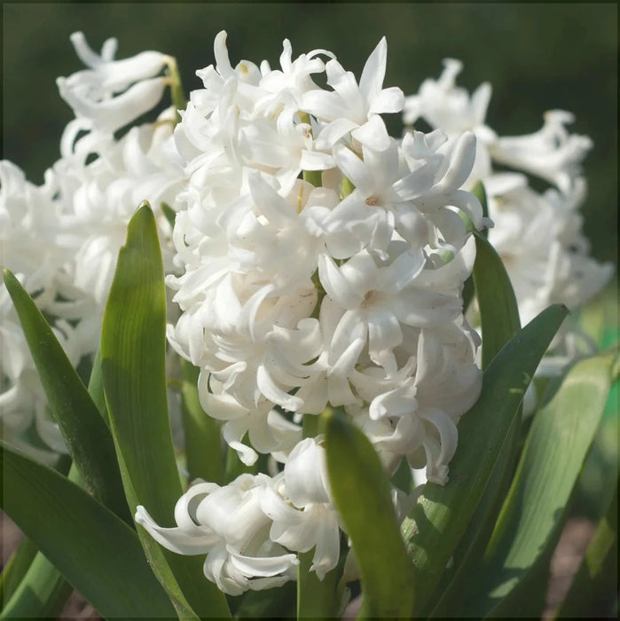 Bulbi de Zambile "Double White", 2 Bucati