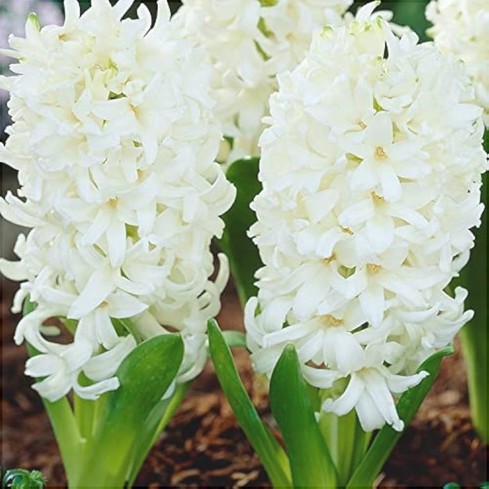 Bulbi de Zambile "Double White", 2 Bucati