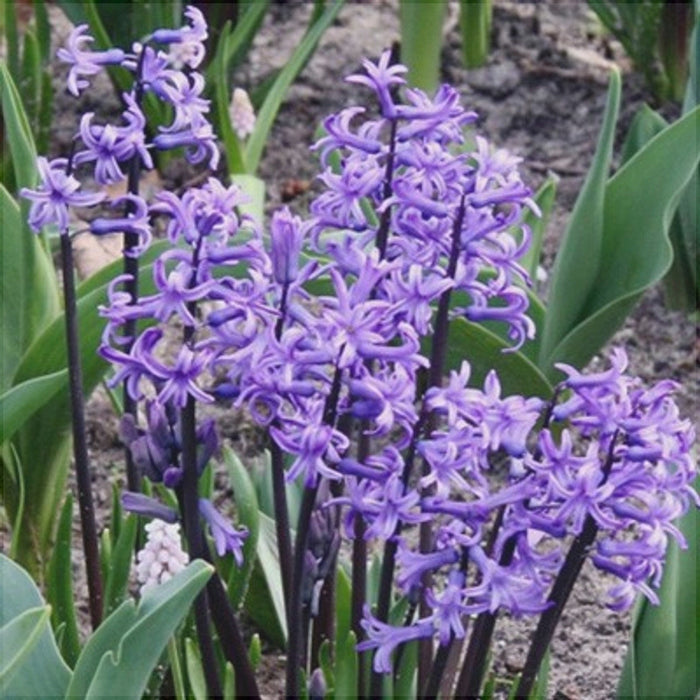 Bulbi de Zambile "Multiflora Blue", 2 Bucati