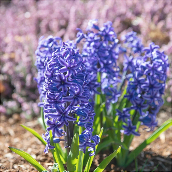 Bulbi de Zambile "Multiflora Blue", 2 Bucati