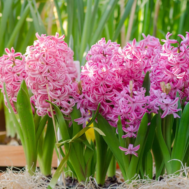 Bulbi de Zambile "Multiflora Pink", 2 Bucati