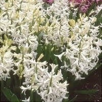 Bulbi de Zambile "Multiflora White", 2 Bucati