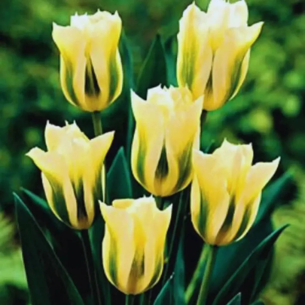 Bulbi Lalele Armonia