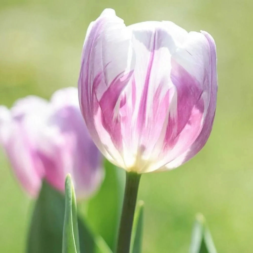 Bulbi Lalele Arvinea