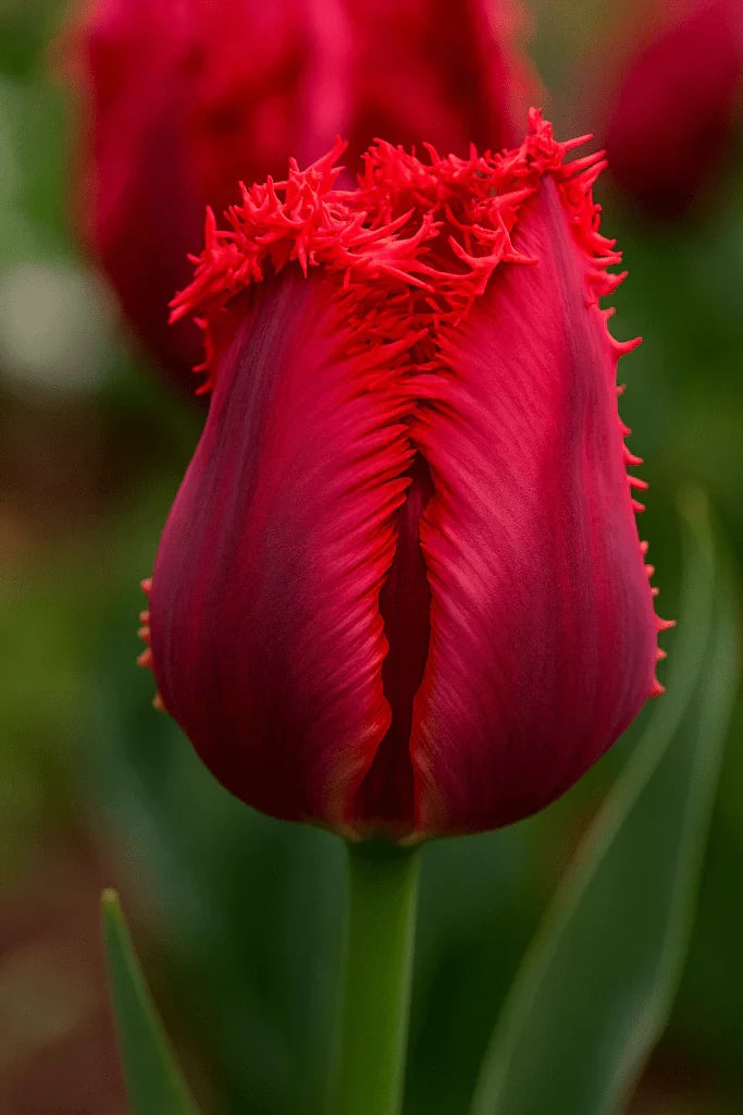 Bulbi Lalele Barbados