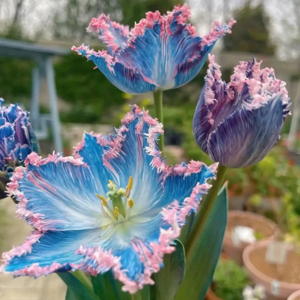 Bulbi Lalele Bellira