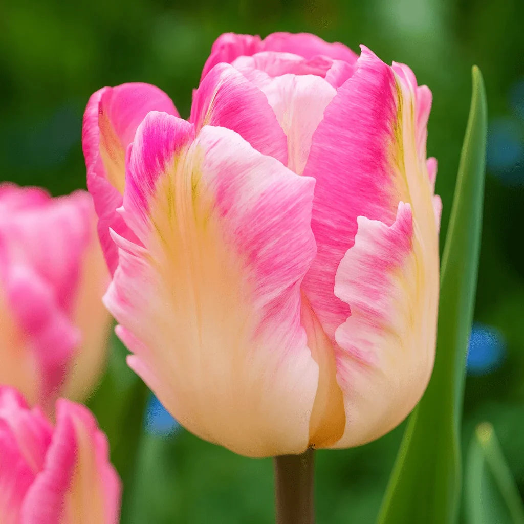  Bulbi Lalele Cabanna 