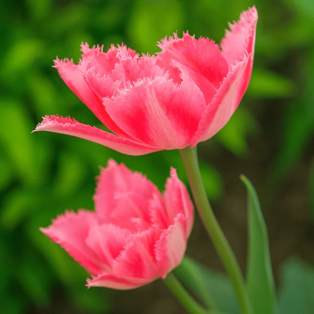 Bulbi Lalele  Crispion Sweet