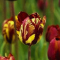 Bulbi de lalele Fiorena roșii, pregătiți pentru plantare, cu flori elegante și cupolate, ideale pentru grădină sau buchete.