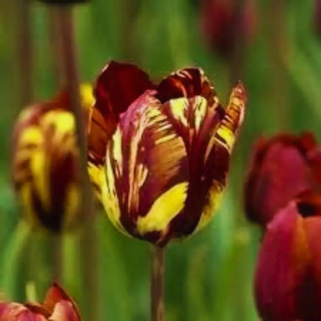 lalele fiorena pentru aranjamente premium gradina