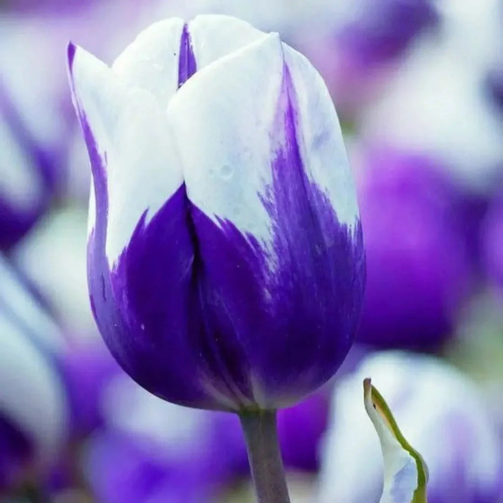 floare de lalea flamira primavara