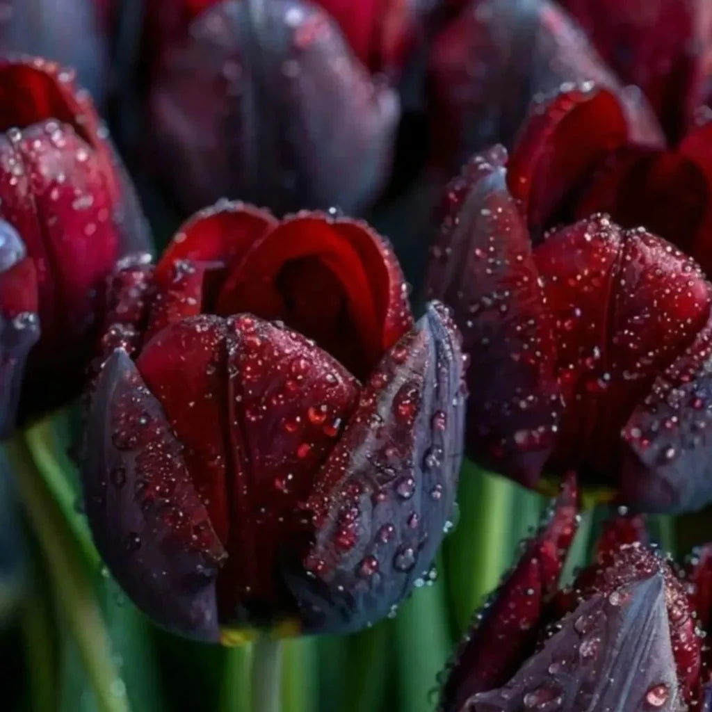 floare de lalea lumara primavara