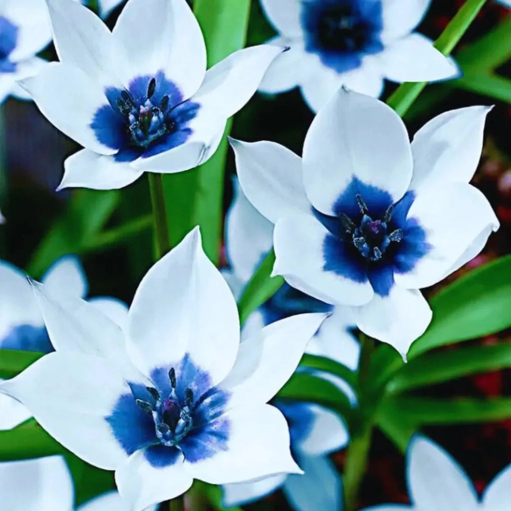 bulbi lalele lysora flori mov alb elegante