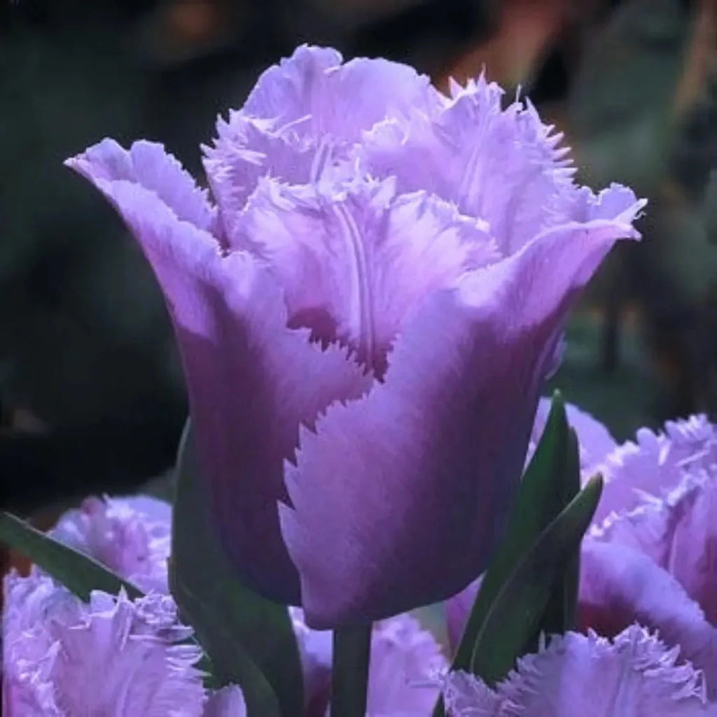 bulbi lalele marinda plantati in gradina