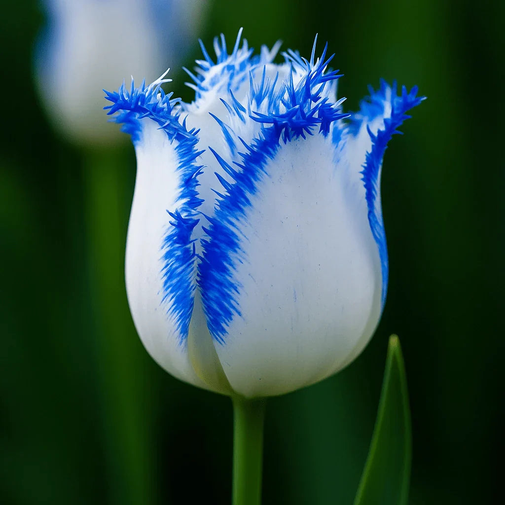 Bulbi Lalele Milky Way