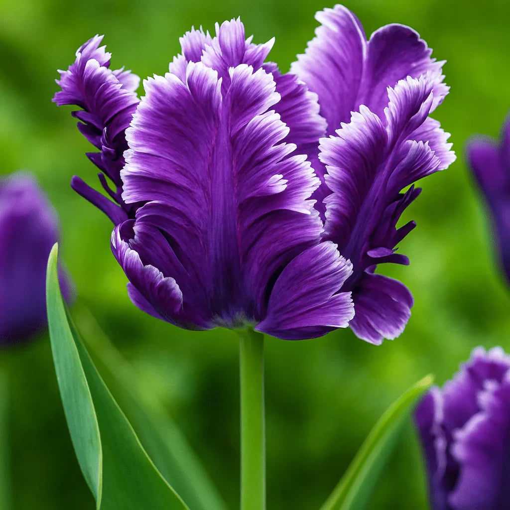 Bulbi Lalele Misterious Parrot