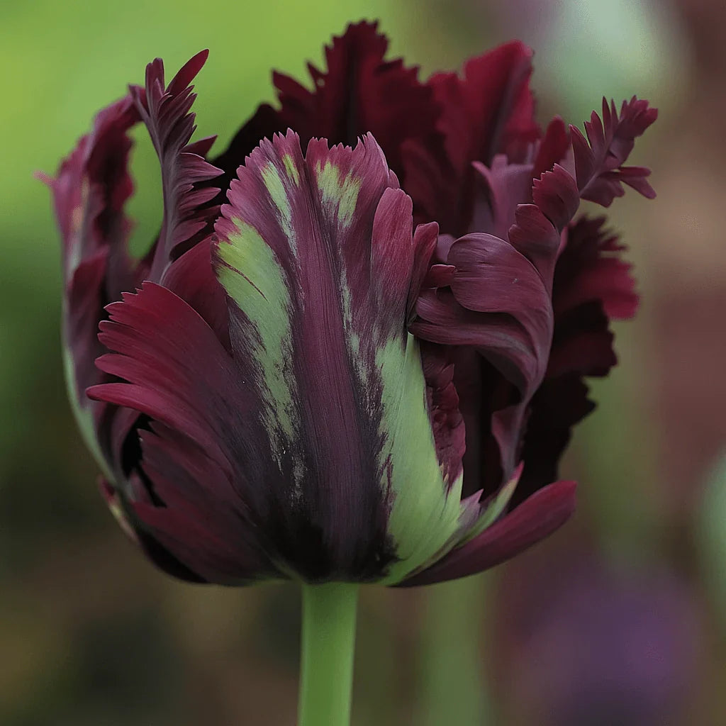  Bulbi Lalele  Myst and Fury 