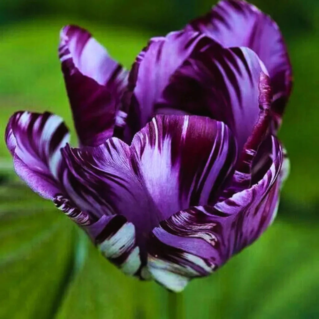 Bulbi Lalele  Orlina