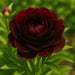 Bulbi de Bujor Black Beauty